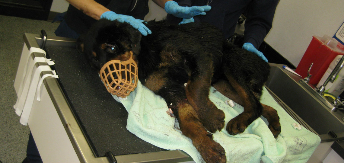 ΑΥΤΟΚΙΝΗΤΟΔΡΟΜΟΣ ΛΕΥΚΩΣΙΑΣ-ΛΕΜΕΣΟΥ: Σοβαρά χτυπημένο Rottweiler – Τα αίματά του είχαν βάψει τον δρόμο